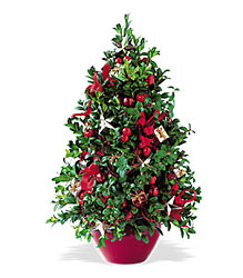 Boxwood Tree Cottage Florist Lakeland Fl 33813 Premium Flowers lakeland