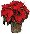 Red Poinsettia Cottage Florist Lakeland Fl 33813 Premium Flowers lakeland